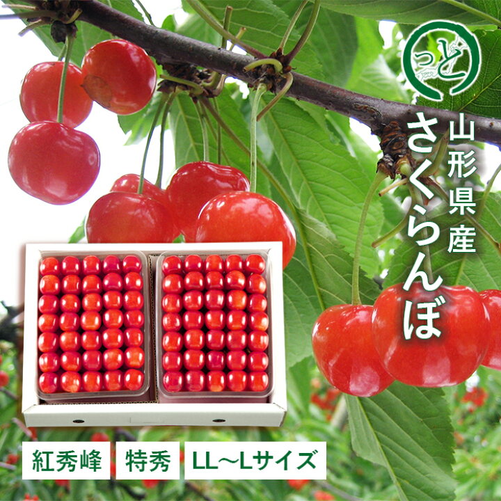 楽天市場】【贈答】さくらんぼ 紅秀峰 約1kg ( 特秀 / LL〜 Lサイズ