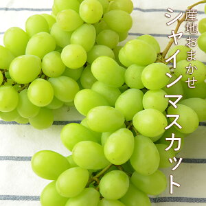 Ԃǂ VC}XJbg 2kg i 2`6[ j sYn܂t Y