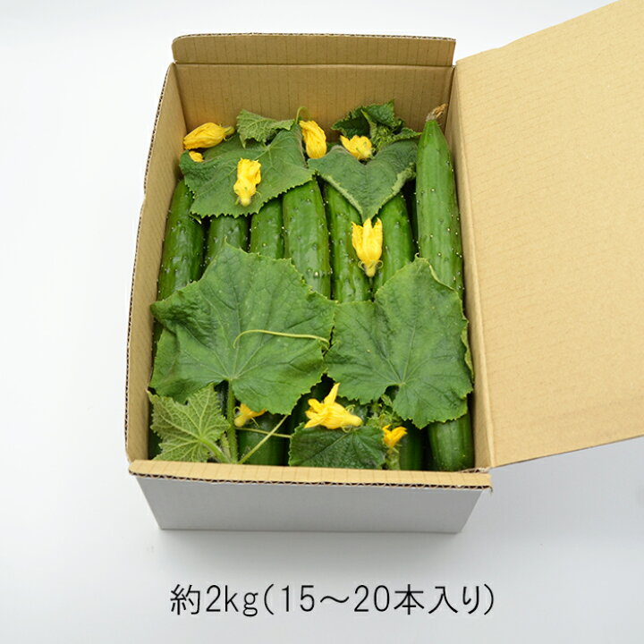 楽天市場 数量限定 山形県産 花付き 胡瓜 きゅうり 約2kg 15 本 新鮮 山形産 贈答用 キュウリ 送料無料 まるっと青果