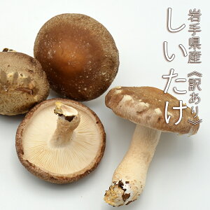 y󂠂z 2kg ( Bi Ci  )[ool ] 茧Y