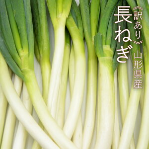 y2Ƒzy󂠂z ˂ 5kg ( 悻30`40{ / Bi ) R`Y
