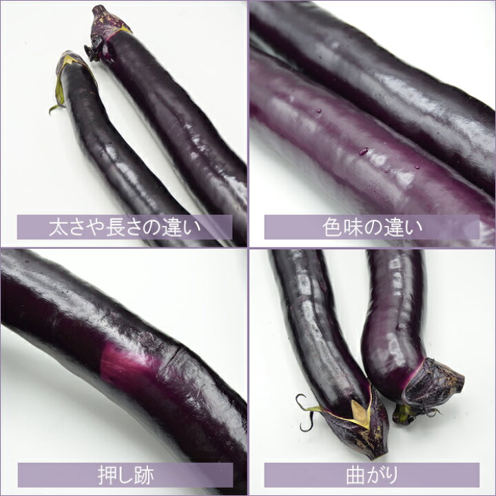 新規購入 4Lサイズなど なが〜い ナス 茄子 熊本県産 農家直送 朝採り 新鮮野菜 野菜 champs21.com