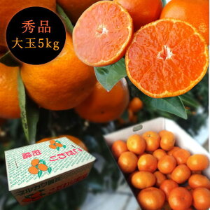 Zn}`̂ucہv@M[@ʃTCY@5kg@Gi