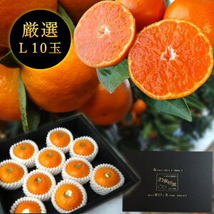 ys\tzyΕzZn}`̂ucہv@̉ϔ@LTCY@10ʓ@Iv~A