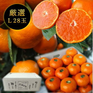 Zn}`̂ucہv@̃Mtg@LTCY@28ʓ@Iv~A