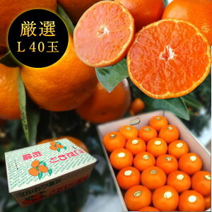 Zn}`̂ucہv@M[@LTCY@40ʓ@Iv~A