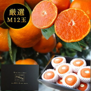 ys\tzyΕzZn}`̂ucہv@̉ϔij@MTCY@12ʓ@Iv~A