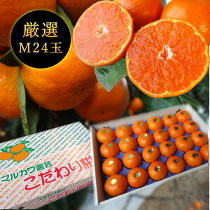 Zn}`̂ucہv@̉ϔ@MTCY@24ʓ@Iv~A