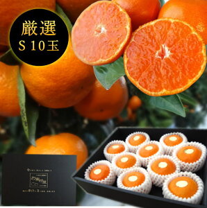 ys\tzyΕzZn}`̂ucہv@̉ϔij@STCY@10ʓ@Iv~A