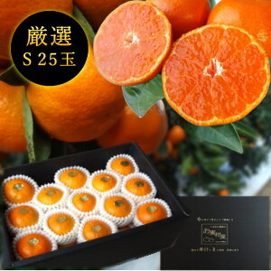 ys\tzyΕzZn}`̂ucہv@̉ϔij@STCY@25ʓ@Iv~A