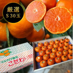 Zn}`̂ucہv@̉ϔ@STCY@30ʓ@Iv~A