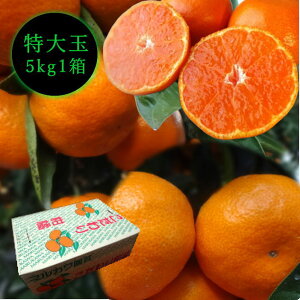 Zn}`̂ucہv@M[@ʃTCY@5kg@Gi