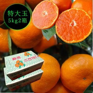 Zn}`̂ucہv@M[@ʃTCY@5kg@Gi@2Zbgi2ꈶւ̔Ɍj