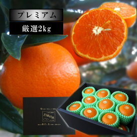 希少品種！食味抜群のせとかの親系統品種！甘薫る美味のお蜜柑「蜜之望」　黒の化粧箱（大）　サイズおまかせ　約2kg　厳選プレミアム