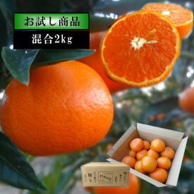 【2026/1/7～1/23発送分】甘薫る美味のお蜜柑「蜜之望」　茶箱　サイズ混合　お試し品　約2kg入