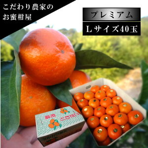 ÂAẑu[ĂPv@M[@LTCY@40ʓ@Iv~A