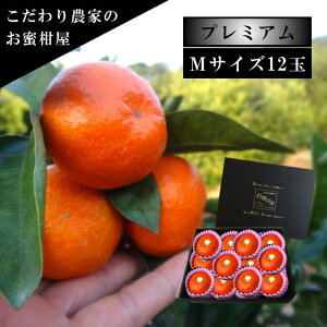 ÂAẑu[ĂPv@̉ϔij@MTCY@12ʓ@Iv~A