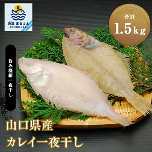 JC 銱 1.5kgi300g×5܁j 銱 ꂢ RY K   O  Mtg  Ă g
