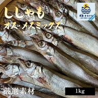訳ありししゃも 丸干し シシャモ 柳葉魚 からふとししゃも 干物 1kg 大容量 業務用 国内加工 バラ凍結 オ…