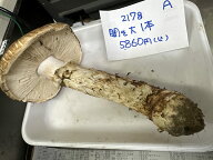 【現物を発送します】国産 岩手県産 松茸 まつたけ マツタケ