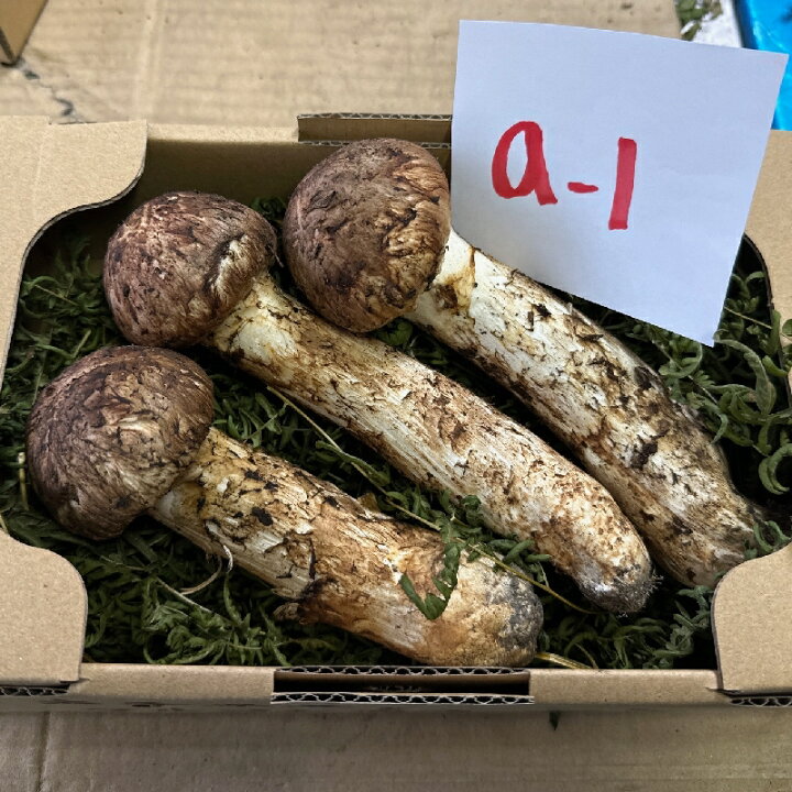 楽天市場】【写真と同じ現物をお送りします】岩手県産 特上松茸 松茸 