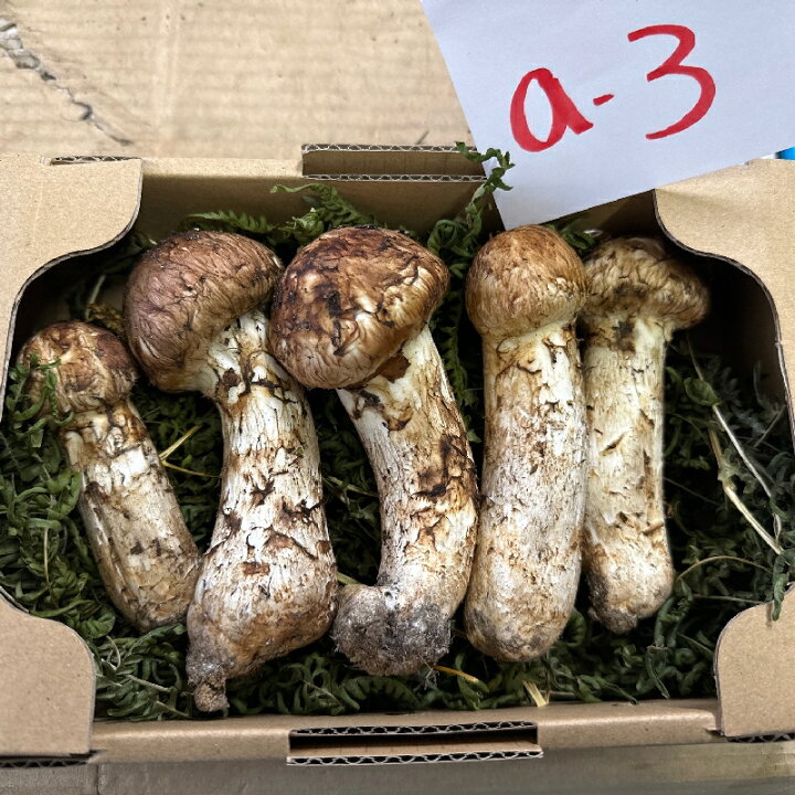 ②【岩手県産】天然松茸 大サイズ 191g 国産本場 本日採れたて - 野菜