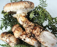 【獲れ次第順次発送中】 岩手県産 訳あり 松茸 300g (開き・欠け・特大・小など込) 自宅用 国産 まつたけ…