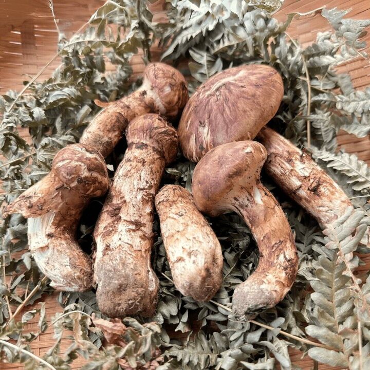 楽天市場】【販売終了まで残りあとわずか】岩手県産 訳あり 松茸 300g 