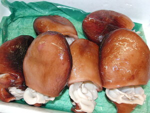 OY_炩 5L ^R  Ɩp[02P09Jan16]