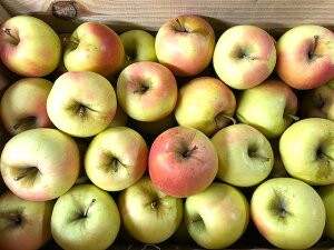 ܖ  4.7kg  S t[c ь ʕ  ƒp 󂠂 X Yn XY   lC S