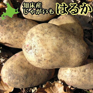  VႪ ͂邩 kCY WKC Yn