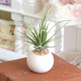 楽天市場 しれとこ本舗 光触媒の通販