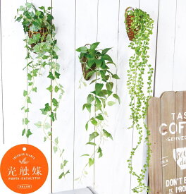 壁に掛けれる 光触媒 加工 インテリアグリーン 造花 観葉植物 フェイクグリーン つる ツタ ケーアイジャパン アイビー壁掛け クレマチス壁掛け ビーンバイン壁掛け