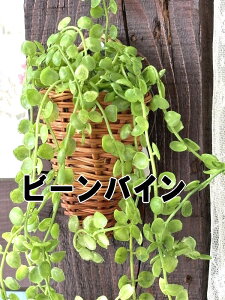 壁に掛けれる 光触媒 加工 インテリアグリーン 造花 観葉植物 フェイクグリーン つる ツタ ケーアイジャパン アイビー壁掛け クレマチス壁掛け ビーンバイン壁掛け