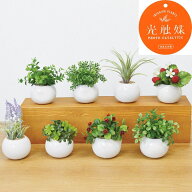 光触媒 かわいい まあるい 観葉植物 造花 ミニ インテリアグリーン【ラウンドポット】　※定形外可450円