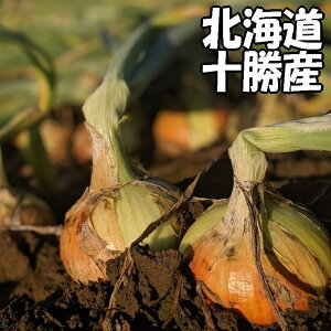 Ƃ날܋ʔK M`LTCY10kg kCY ܂˂ \Y ʂ˂ 