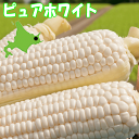 送料無料 知床産 朝採りピュアホワイト 北海道産地直送 とうもろこし 寒〜いところの野菜はうまい☆