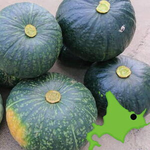  󂠂 L@͔|i ڂ kCY J{` 󒬎Y