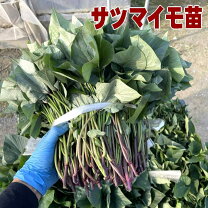 楽天市場】紅 はるか 苗 ウイルス フリーの通販