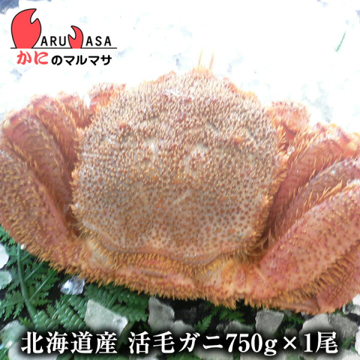 楽天市場 活毛がに 750g 1尾 セット あす楽 毛蟹 毛ガニ カニ通販 道産品 お取り寄せ ギフト 北海道産 かにのマルマサ 北海道