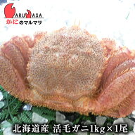 活毛がに 1kg×1尾セット 翌日便 北海道産 毛がに 毛蟹 毛ガニ かに カニ 蟹 カニ通販 特大 道産品 厳選…