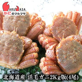 活毛がに(2kg詰め 4尾)セット 翌日便 北海道産 毛がに 毛蟹 毛ガニ かに カニ 蟹 カニ通販 お取り寄せ通販 道産品 厳選素材 お土産 プレゼント 贈り物 お歳暮 ギフト