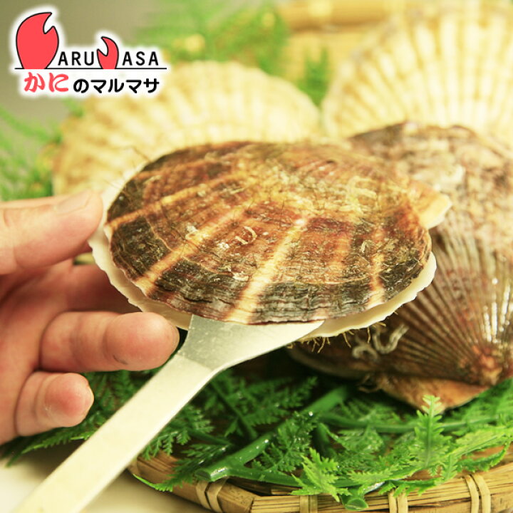 楽天市場 活ホタテ貝の殻あけ専用 貝ベラ 専用ムキヘラ 活帆立 ほたて貝 ホタテ貝 帆立貝 あす楽 かにのマルマサ 北海道
