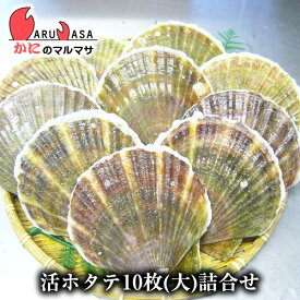 活ホタテ貝(大)10枚詰め合わせ あす楽 海産物 道産品 父の日 ギフト 北海道産