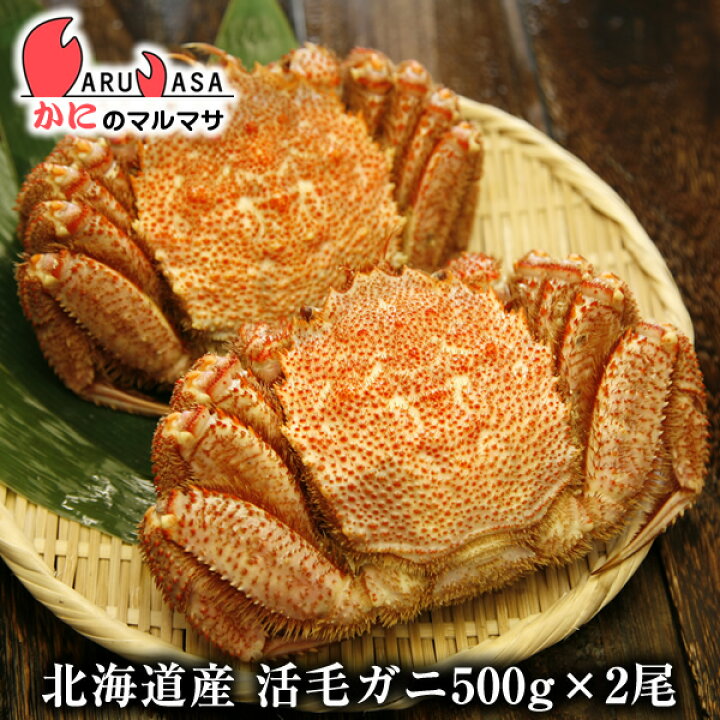 楽天市場 活毛がに 500g 2尾 セット 毛がに あす楽 毛蟹 毛ガニ カニ通販 道産品 お中元 ギフト 北海道産 かにのマルマサ 北海道