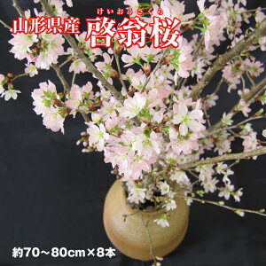 yƋɐVN}܂傤zyMtgzyzR`Y~̍u[v8{(70-80cm)mN͂nΕ VN  j yMt_̂ yMt_̂ yMt_bZ