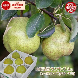 12̓Gg[čő100|CgҌIIX[p[Z[Ԓ͍ő1000~offN[|Iƒpɂ  R`YmuEtXv2kgi6-8ʁj R` m t