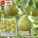 当店10月はずーっと全商品楽天ポイント5倍！ギフト 【予約】ギフト 送料無料 山形県上山産 棚作り「ラ・フランス」2kg（サイズおまかせ） ラフランス 西洋梨 楽ギフ_のし 楽ギフ_のし宛書 楽ギフ_メッセ入力