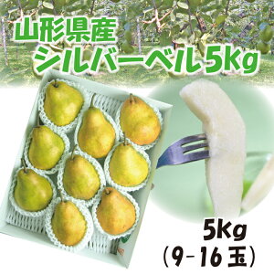 当店10月はずーっと全商品楽天ポイント5倍!ギフト 【予約】送料無料ギフト山形産洋梨「シルバーベル」5kg(9-16玉) お歳暮 山形 西洋梨 シルバーベル ようなし younasi 産直 贈答 年賀 楽ギフ