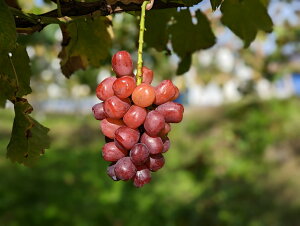 yƒpzxm̋P2kgy󂠂zytwsz